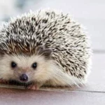 Hedgehogs
