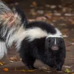 Own a Skunk