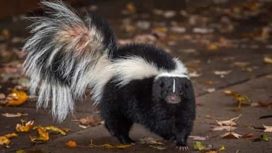 Own a Skunk