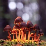Psilocybin