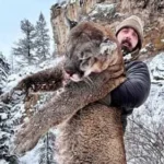 Shoot a Mountain Lion