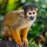 Own a Monkey