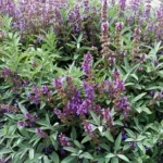 Salvia