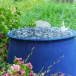 Collect Rainwater