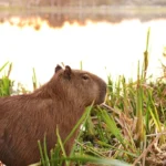 Own a Capybara