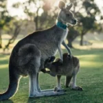 Own a Kangaroo