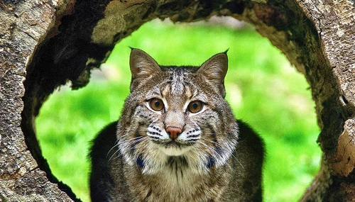 Bobcat