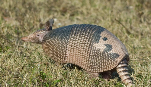 Kill Armadillos