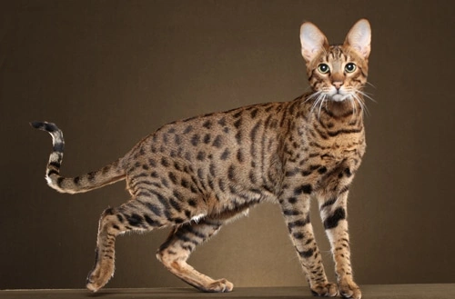 Savannah Cats