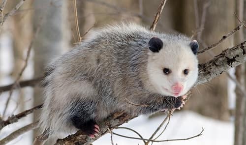 Possum