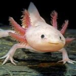 Axolotls