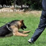 How Much Does a Dog Bite Lawyer Cost in Texas?