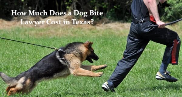 How Much Does a Dog Bite Lawyer Cost in Texas?