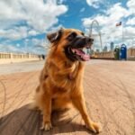 A dog on a Dallas bridge.