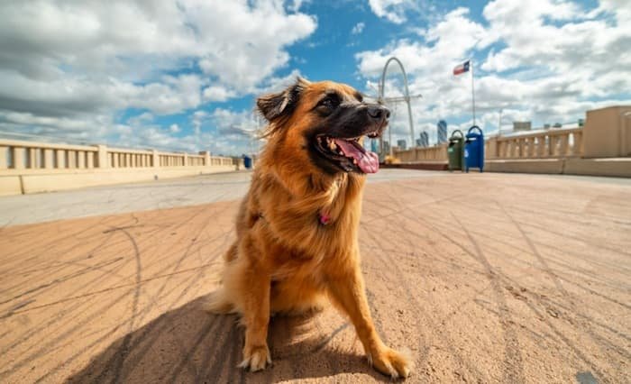 A dog on a Dallas bridge.
