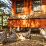 Backyard Chicken