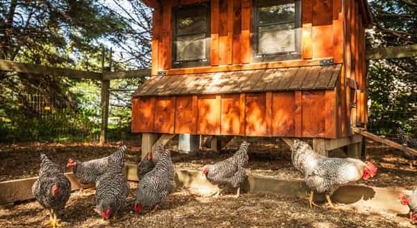 Backyard Chicken