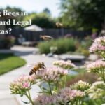 Is Keeping Bees in Your Backyard Legal in Texas?