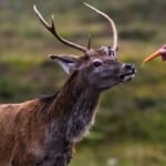 Feeding Wild Deer