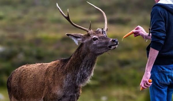 Feeding Wild Deer