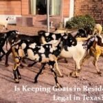 Is Keeping Goats in Residential Areas Legal in Texas?