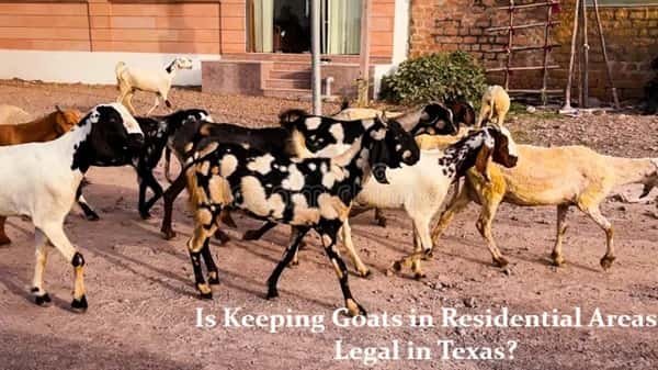 Is Keeping Goats in Residential Areas Legal in Texas?