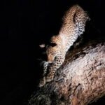 Hunting Wildlife at Night