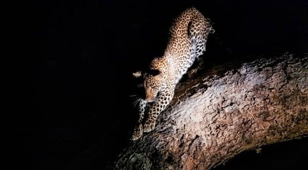 Hunting Wildlife at Night
