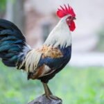 Roosters