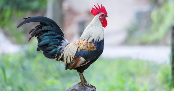 Roosters