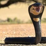 Venomous Snake