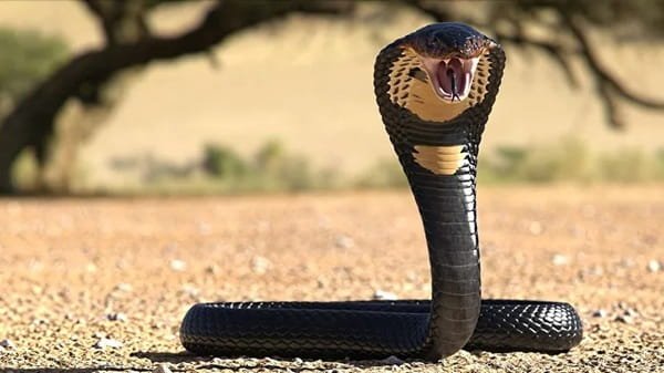 Venomous Snake