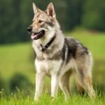 Wolfdog