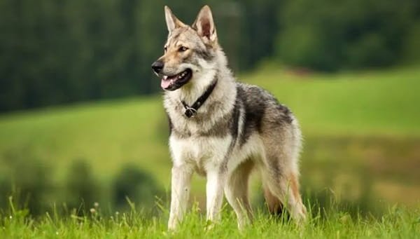 Wolfdog