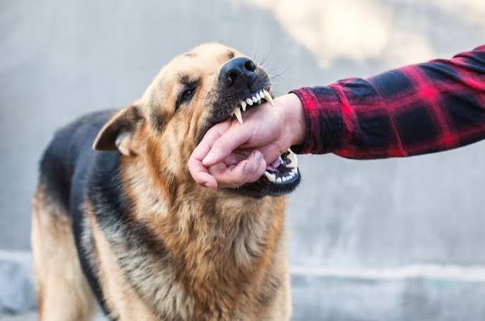 Dog Bite
