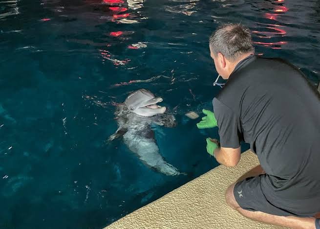 Dolphin