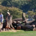 East Potomac Golf Links Tree Removal Legal Dispute